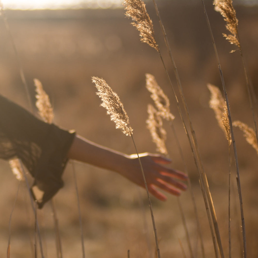 Frauenhand streift Pampasgras im Wind in der Natur 